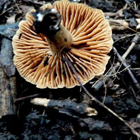 Cortinarius hinnuleus